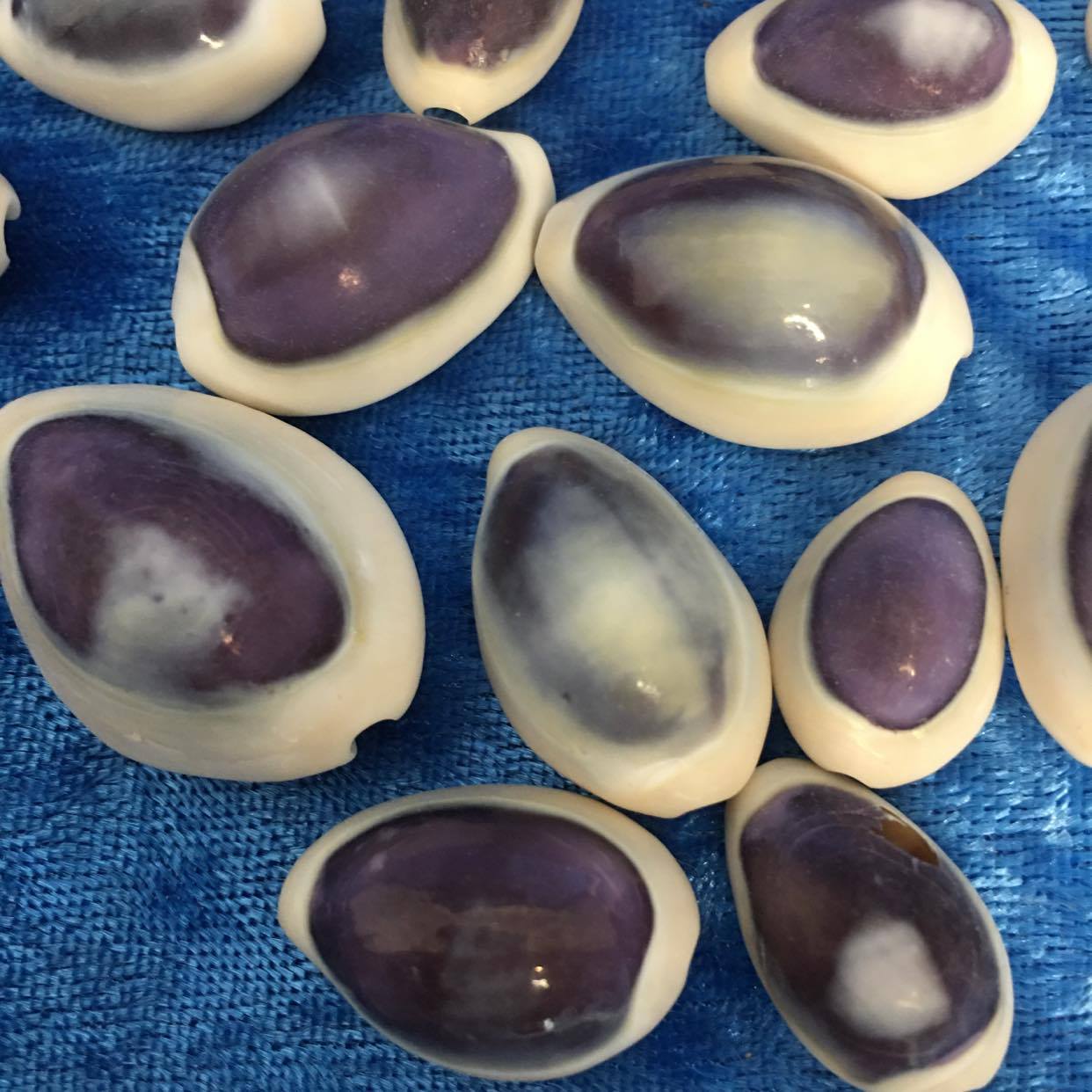 Set of 100 Select Purple Top Money Cowrie Shells Seashells 1/2-1