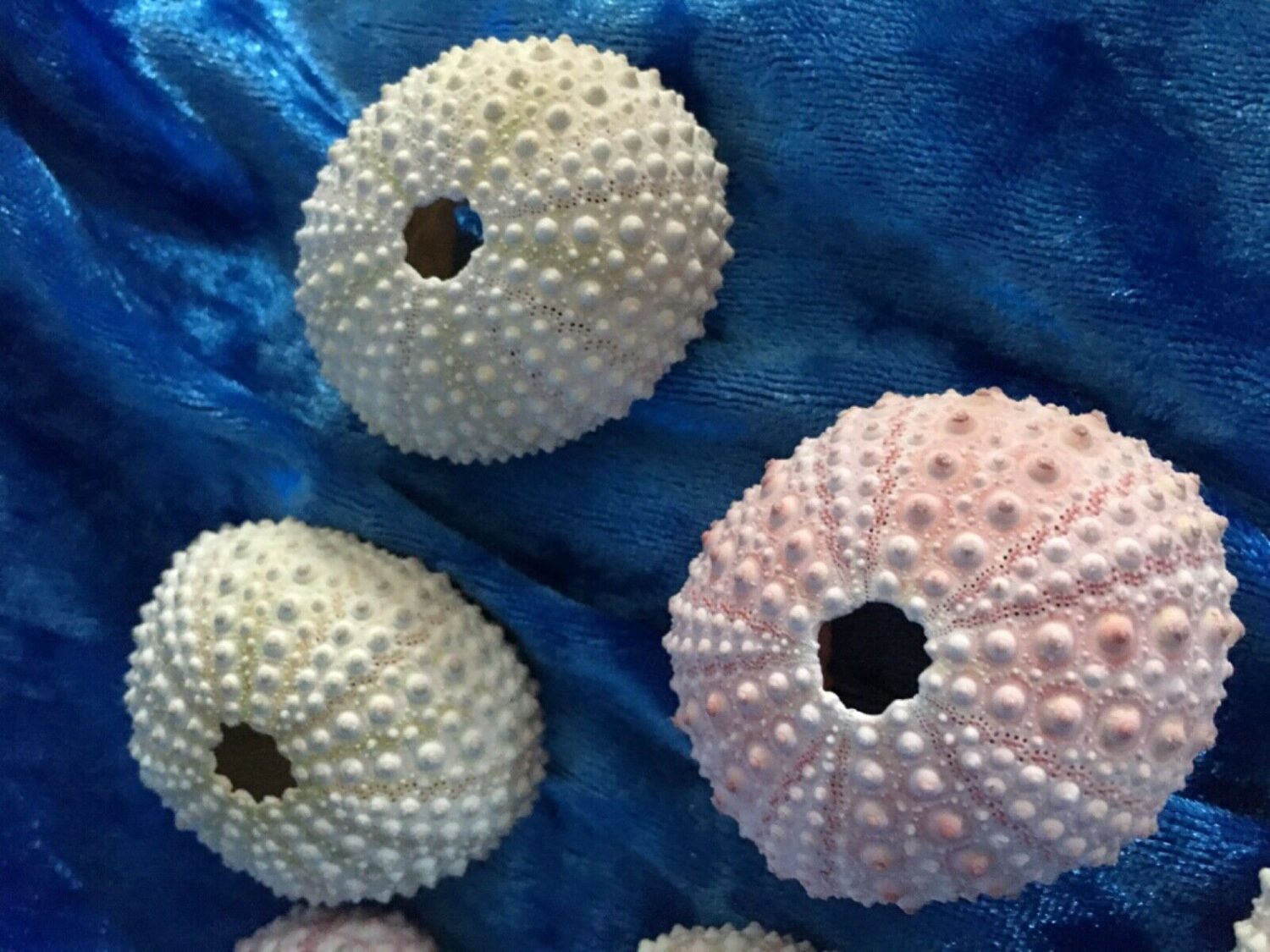 Pink Sea Urchins 4 to 5cm We Sell Sea Shells Australia