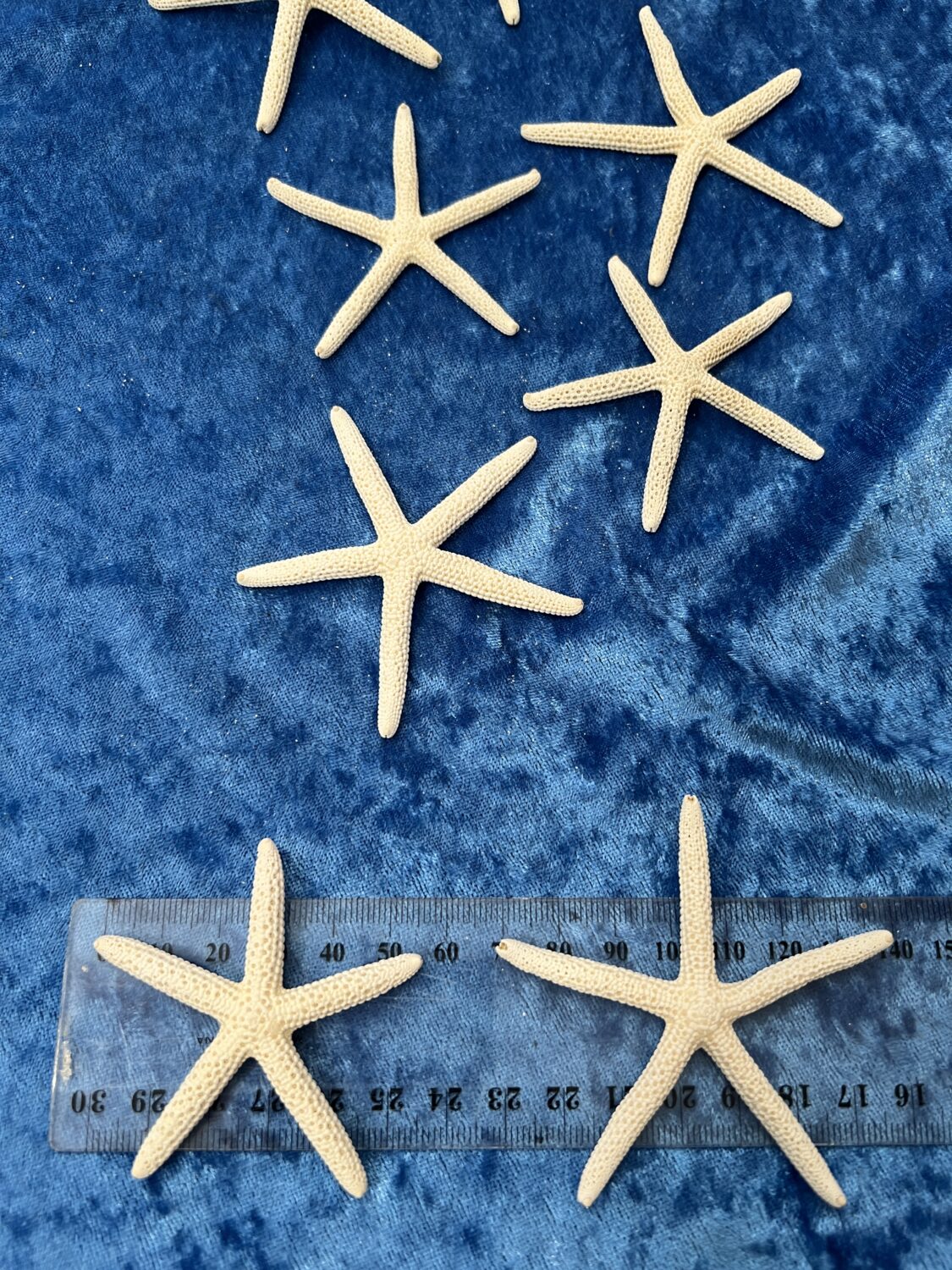 5 x Real Natural Finger Starfish - White - Small 5 to 7 cm size